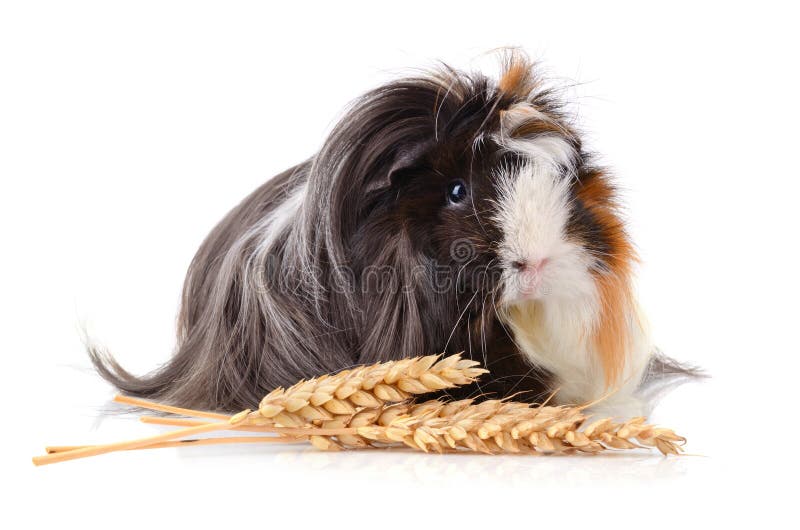 Millet stock photo. Image of small, head, cereal, millet 10662518