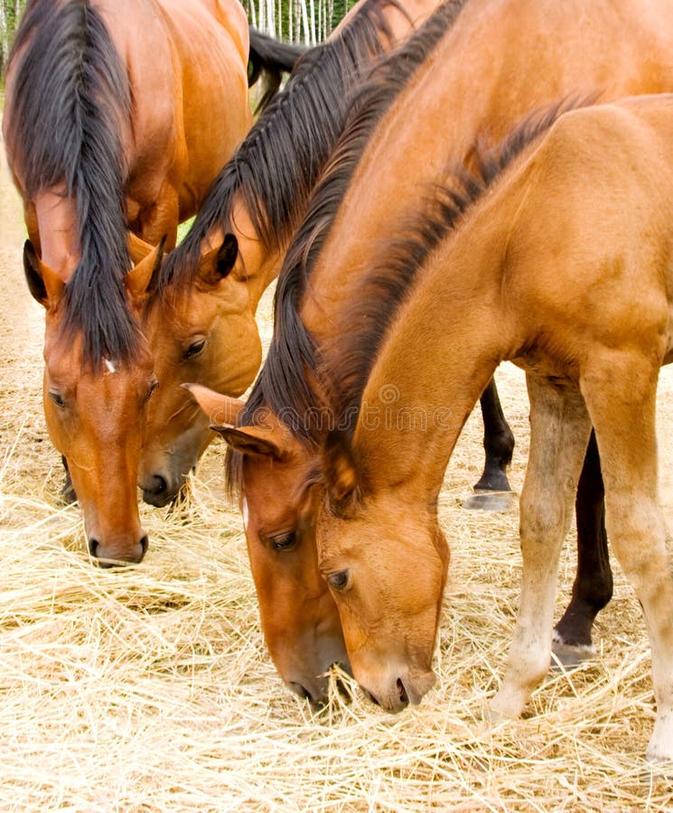 Eating horses