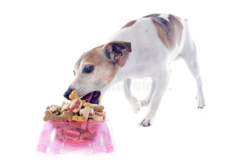 Eating jack russel terrier stock photo. Image of hungry 30364772