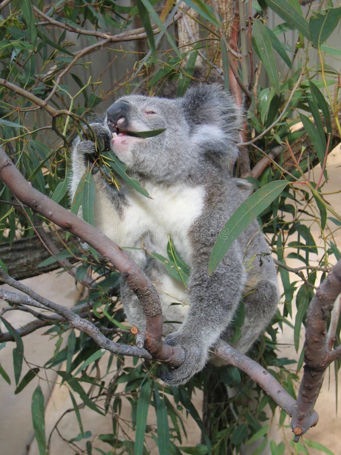Eating koala