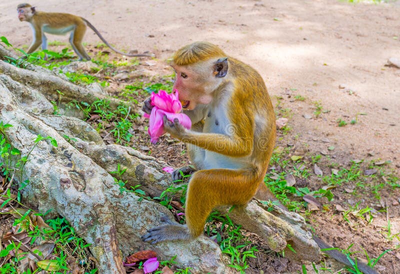 Eating lotus flower stock image. Image of asia, tree