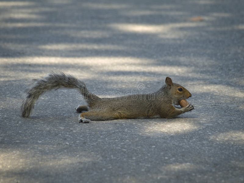 Eating a nut