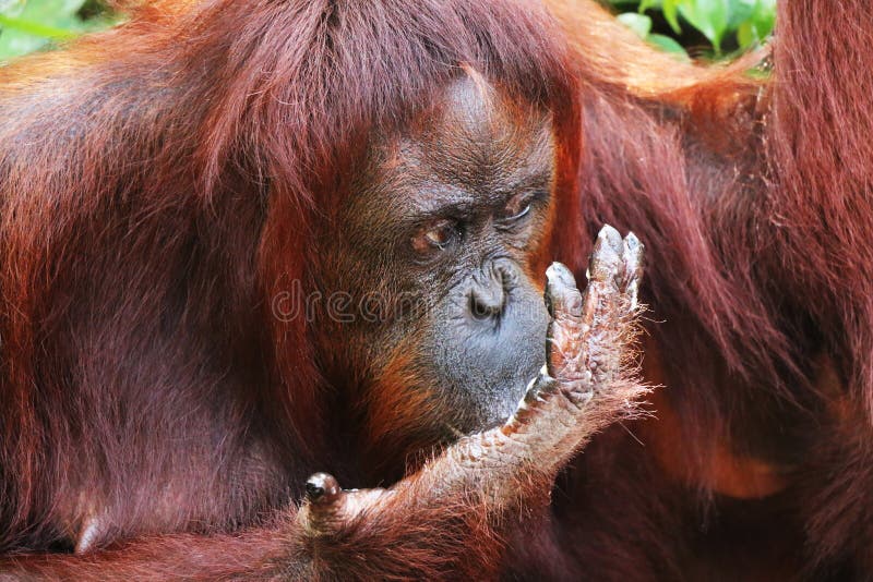 Eating orangutan in Borneo forest closeup of head. royalty free stock photo Eating orangutan in Borneo forest closeup of head. royalty free stock photo