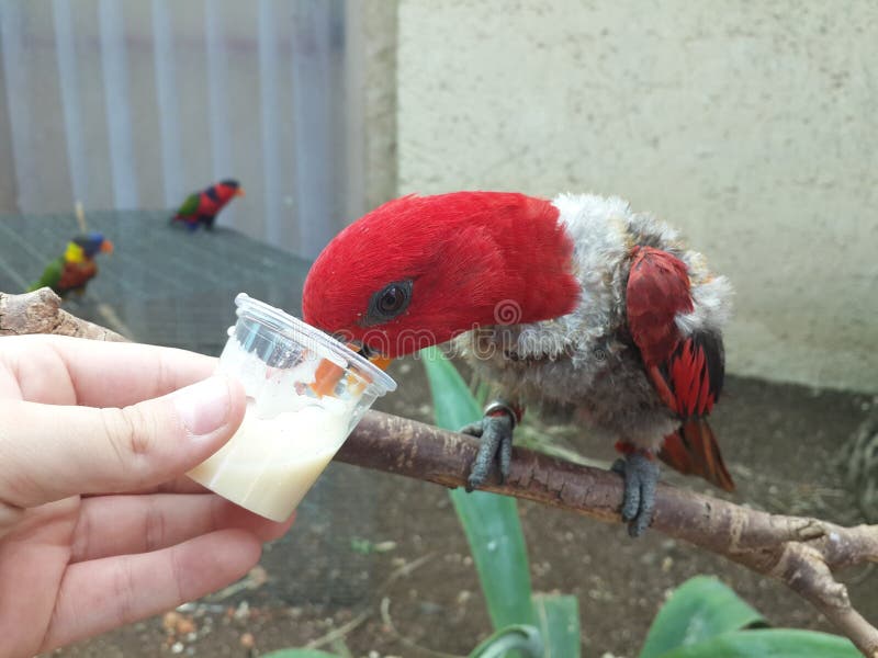 The Eating Parrot stock photo. Image of feed, life, wings 59847542