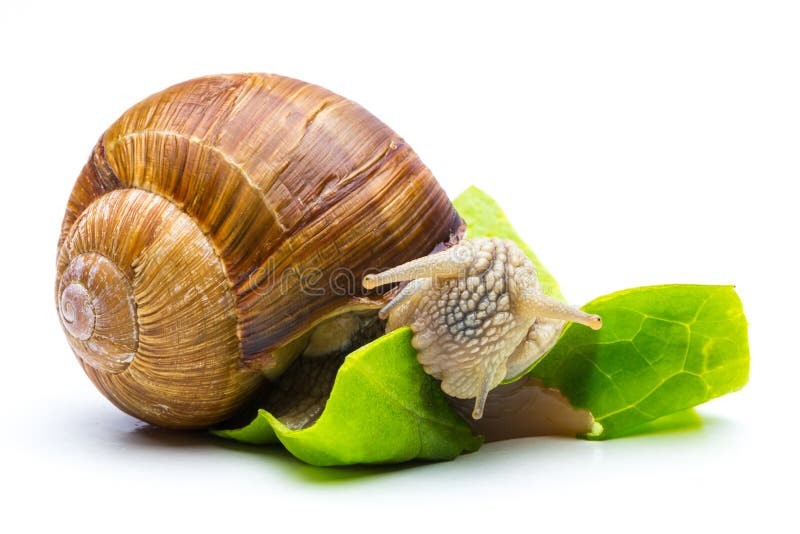 A snail eating salad isolated on white background. Taken in Studio with a 5D mark III. A snail eating salad isolated on white background. Taken in Studio with a 5D mark III