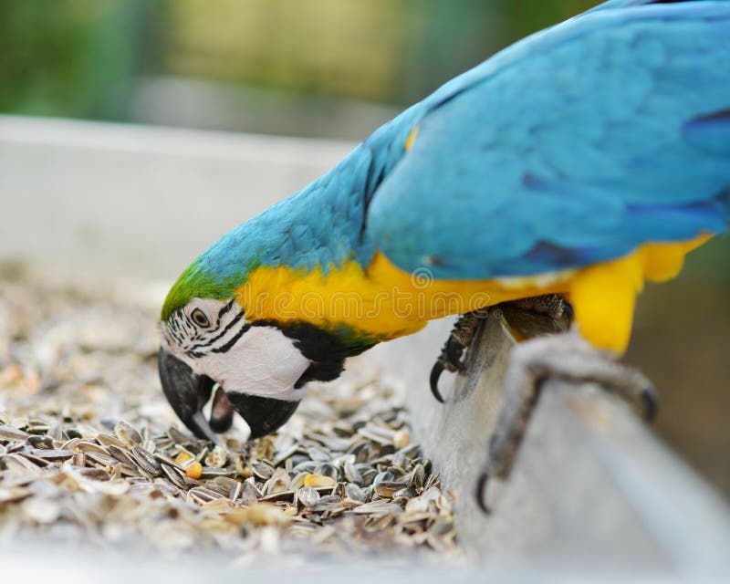 Eating seeds parrot Macaw stock photo. Image of breed 43871210