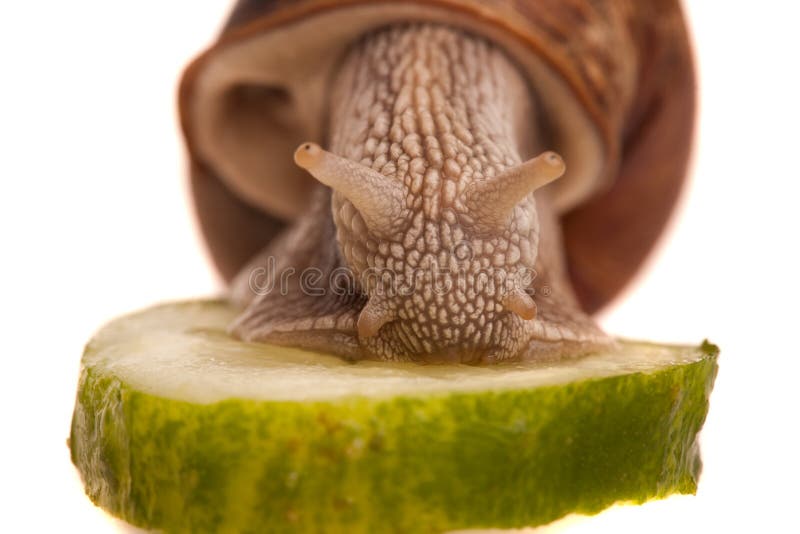 Eating snail in profile stock image. Image of food, length 22292055