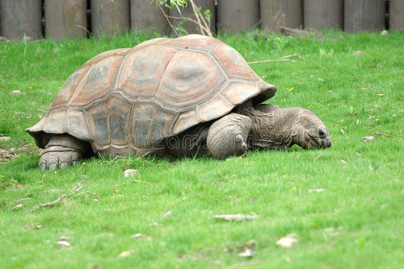 Eating time for big turtle