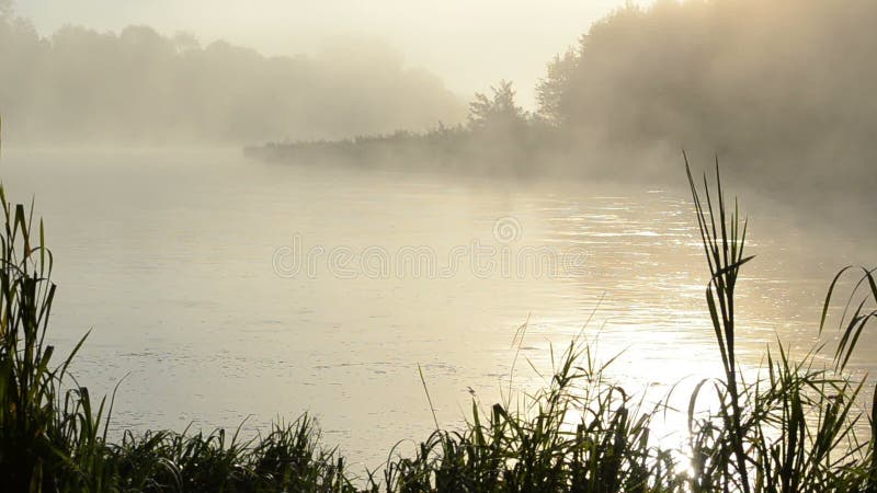 Eau de rivière brumeuse d'écoulement de hausse de brouillard de réflexion de lever de soleil de matin