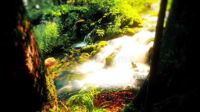 Eau douce pure cascade dans la forêt banque de vidéos