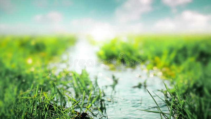 Eau douce pure cascade dans la forêt banque de vidéos