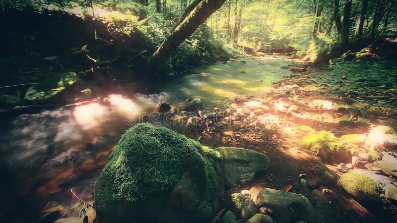 Eau douce pure cascade dans la forêt clips vidéos