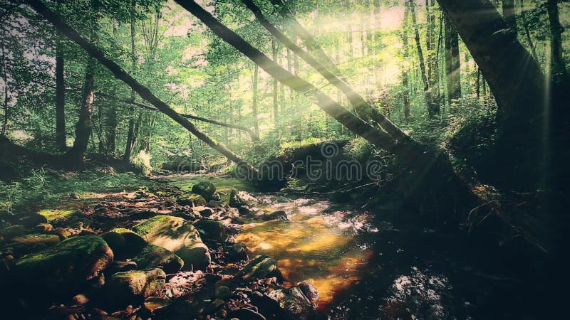 Eau douce pure cascade dans la forêt banque de vidéos