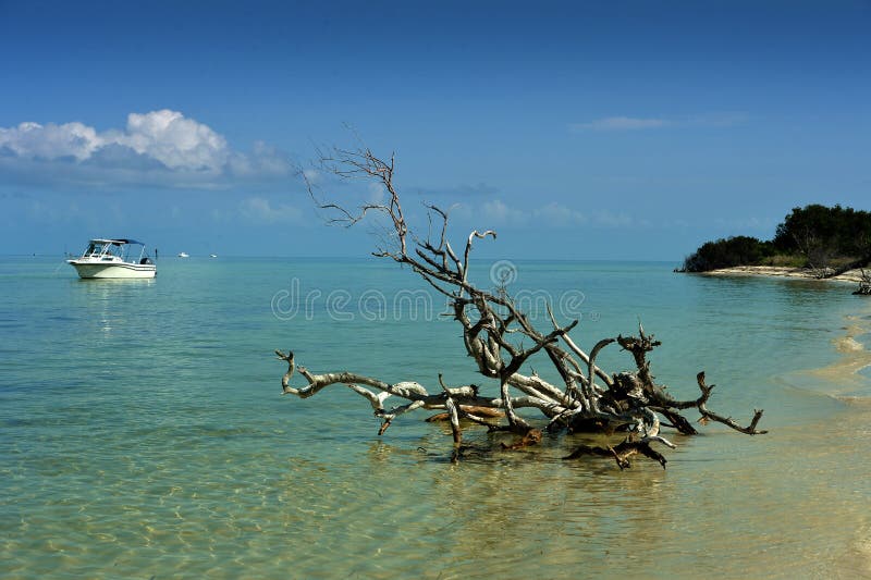 Eau peu profonde tropicale images stock Eau peu profonde tropicale images stock