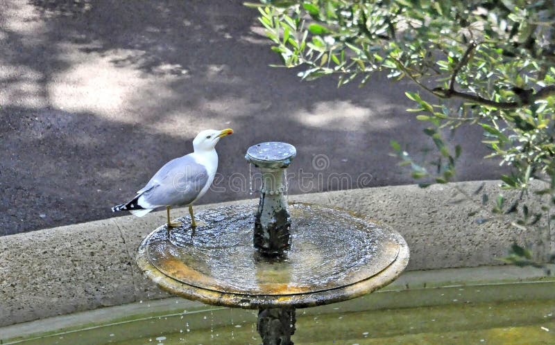Eau potable de mouette photographie stock Eau potable de mouette photographie stock