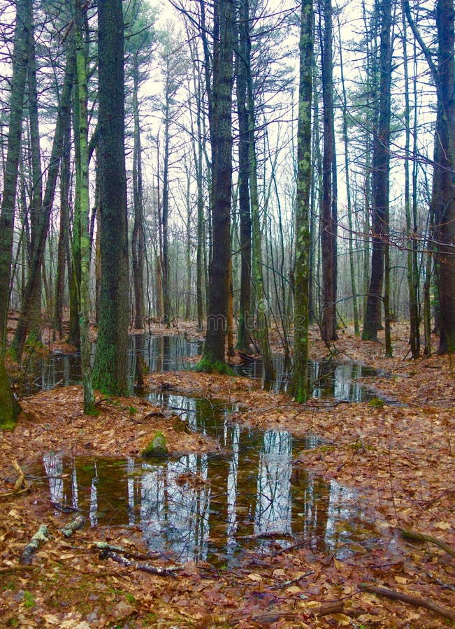 Eau stagnante en bois en avril dans Maine, USA photos libres de droits Eau stagnante en bois en avril dans Maine, USA photos libres de droits