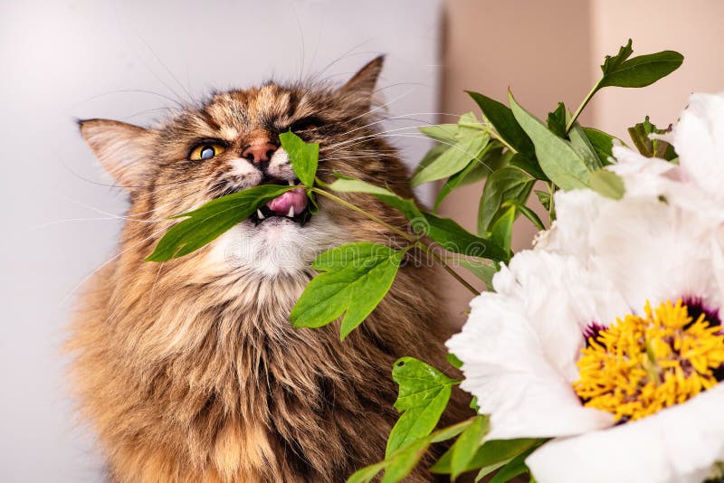 Eautiful and Funny Cat Eats Peony Leaves Stock Photo Image of shock