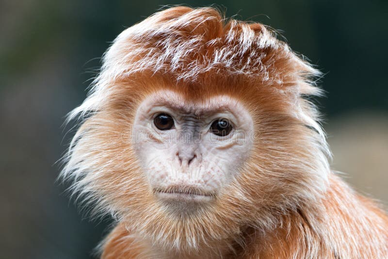 Ebbehout langur stock afbeeldingen Ebbehout langur stock afbeeldingen