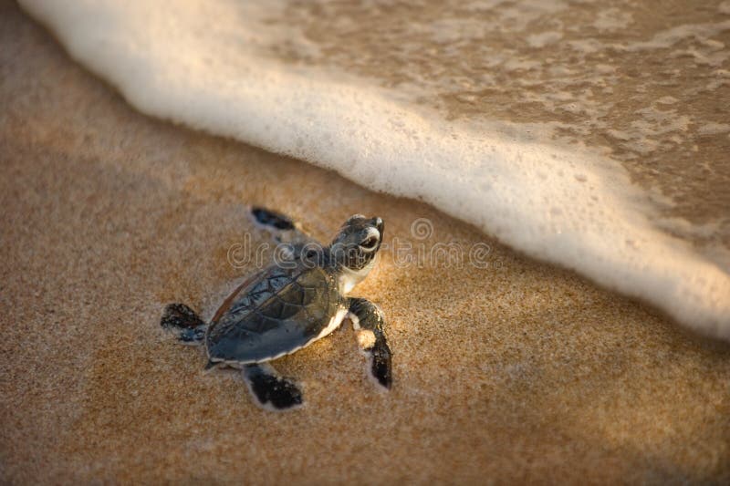 Eben ausgebrütete Schätzchenschildkröte in Richtung zum Ozean