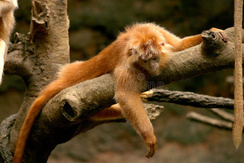 ebenholtssvart langur fotografering för bildbyråer ebenholtssvart langur fotografering för bildbyråer