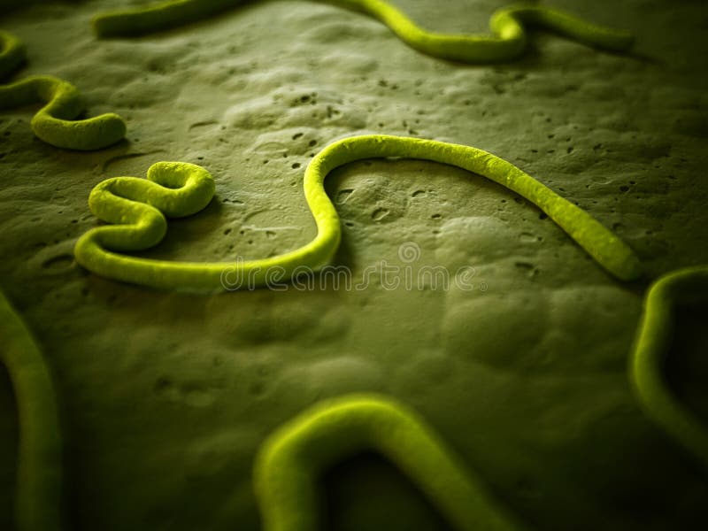 Medical illustration of the ebola virus