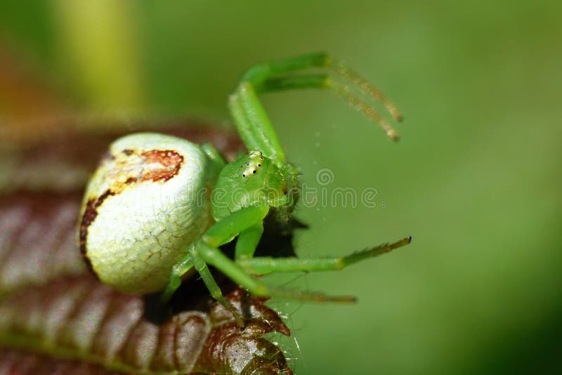 Ebrechtellatricuspidata, close-upfoto stock fotografie Ebrechtellatricuspidata, close-upfoto stock fotografie