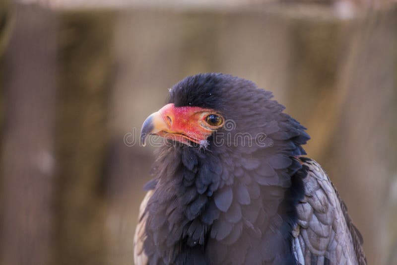 Ecaudatus di Bateleur Terathopius immagini stock Ecaudatus di Bateleur Terathopius immagini stock