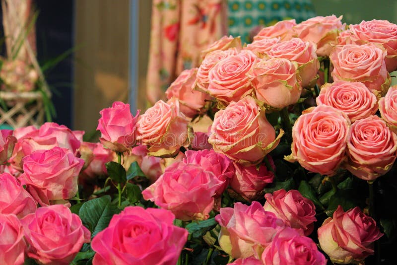 Ecco perché amiamo le rose fotografie stock libere da diritti Ecco perché amiamo le rose fotografie stock libere da diritti