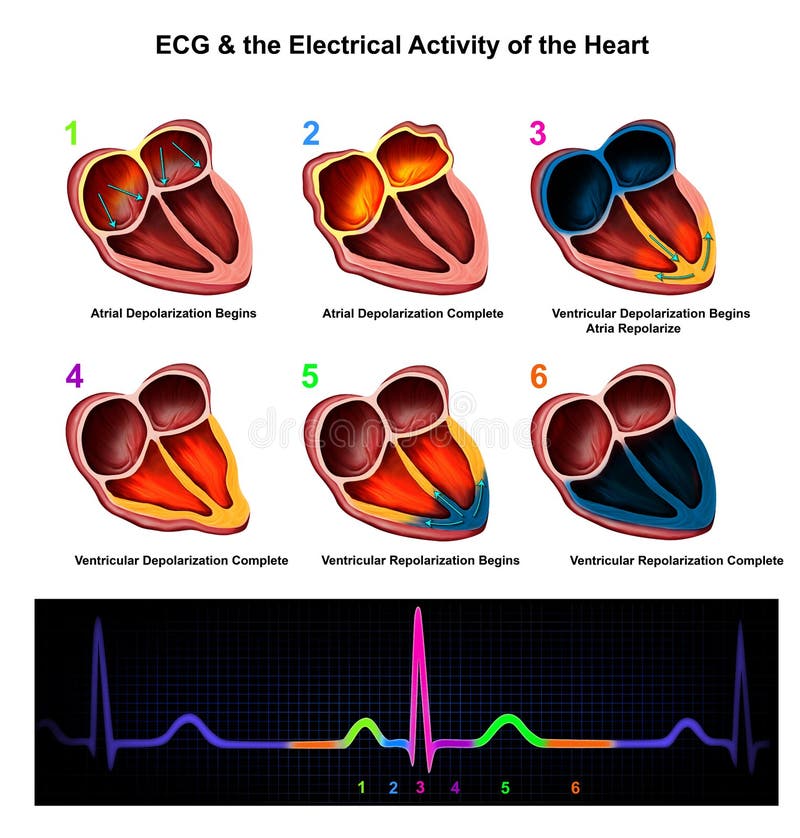 electrical activity of the heart ecg