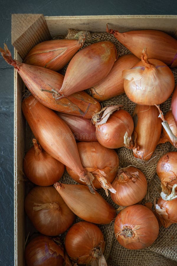 Best Echalion Shallots Royalty-Free Images, Stock Photos & Pictures