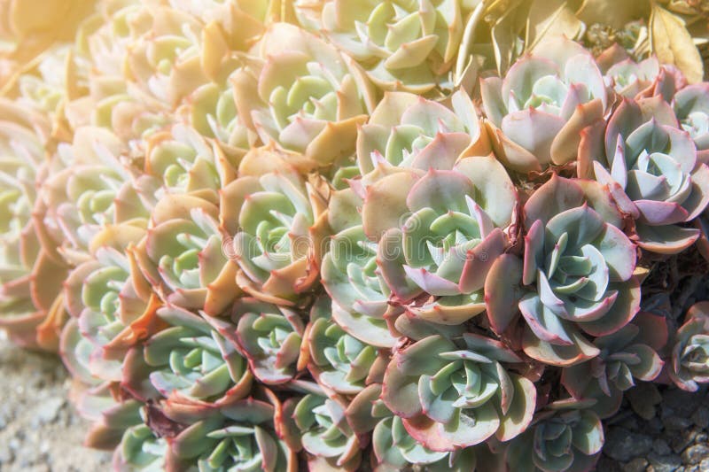 Echeveria-elegans, mexikanischer Schneeball, mexikanischer Edelstein, weißer Mexikaner lizenzfreie stockfotografie Echeveria-elegans, mexikanischer Schneeball, mexikanischer Edelstein, weißer Mexikaner lizenzfreie stockfotografie