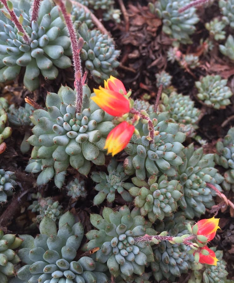 Echeveria Setosa Var Deminuta Stock Photo - Image of ...