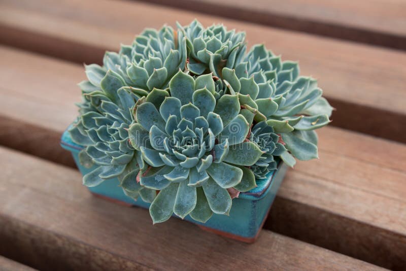 Echeveria succulent in blue rectangular pot royalty free stock photography