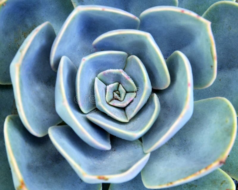 Echeveria succulent plant close up.Abstract floral background.