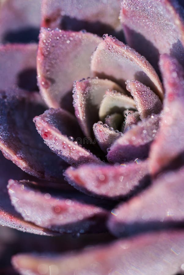 Echeveria succulent plant. Purple and red, wet from morning dew, rain or frost