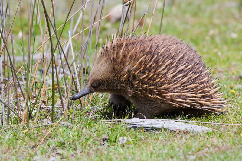 Echidna royalty free stock image