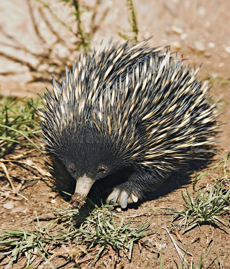 echidna anteater стоковые изображения rf echidna anteater стоковые изображения rf