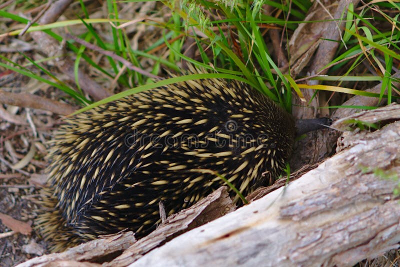 Echidna Anteater Sleeping Near Tree Branch Stock Photo - Image of ...