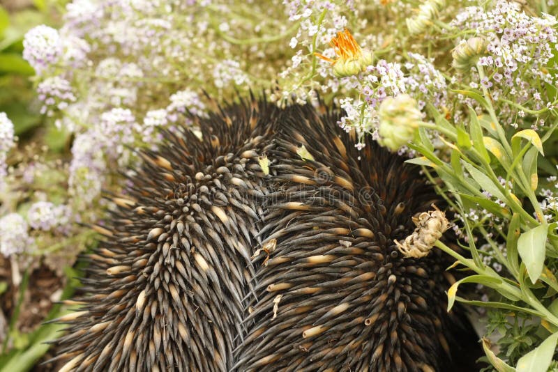 Echidna di aborigeno fotografie stock libere da diritti Echidna di aborigeno fotografie stock libere da diritti