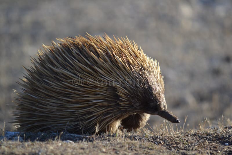 On an evening stroll we came across this bleach blonde echidna lit up by the evening sun. On an evening stroll we came across this bleach blonde echidna lit up by the evening sun