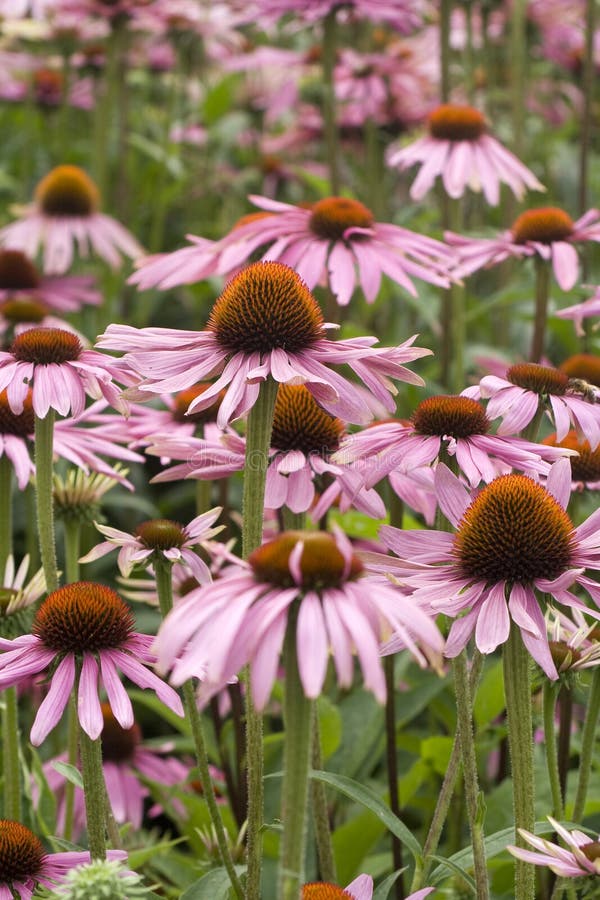 echinacea royaltyfri foto echinacea royaltyfri foto