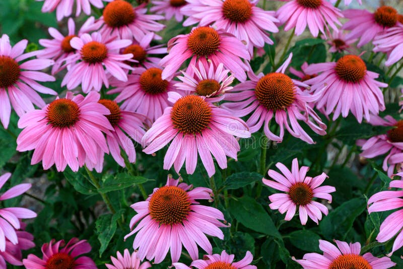 Echinacea flowers stock photo. Image of flowers, decorative - 191588020