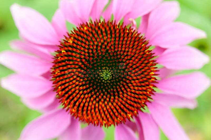 Echinacea-Blumen-Draufsicht lizenzfreie stockfotografie Echinacea-Blumen-Draufsicht lizenzfreie stockfotografie