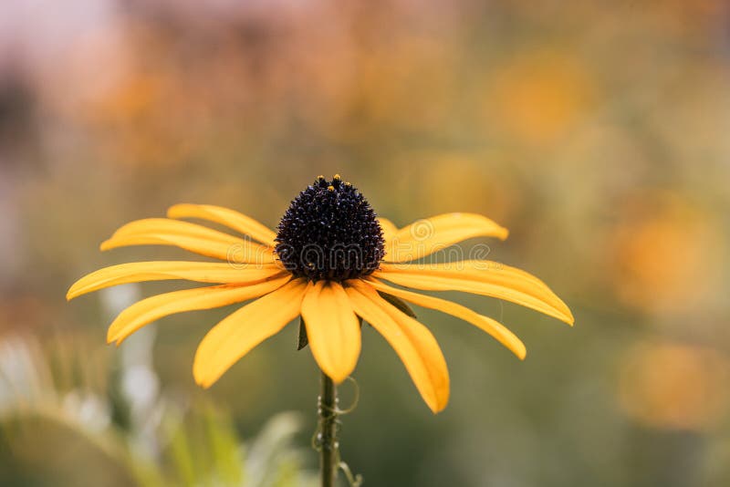 Echinacea Flower Used in Traditional Medicine Stock Photo Image of