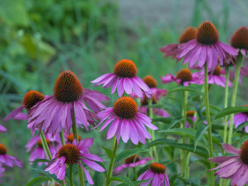 Echinacea flowers royalty free stock photo Echinacea flowers royalty free stock photo