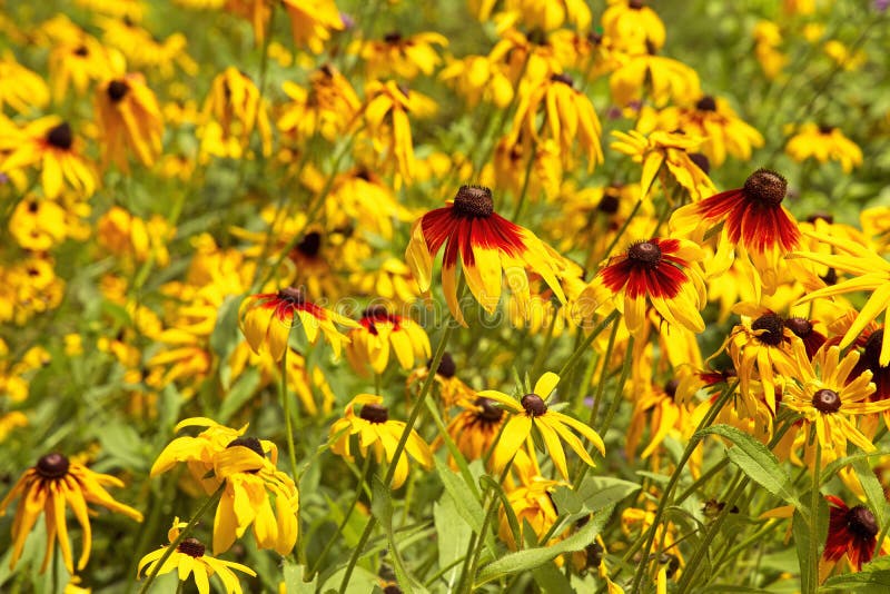 Flowering meadow of vibrant yellow red petal echinacea flowers in bright sunlight