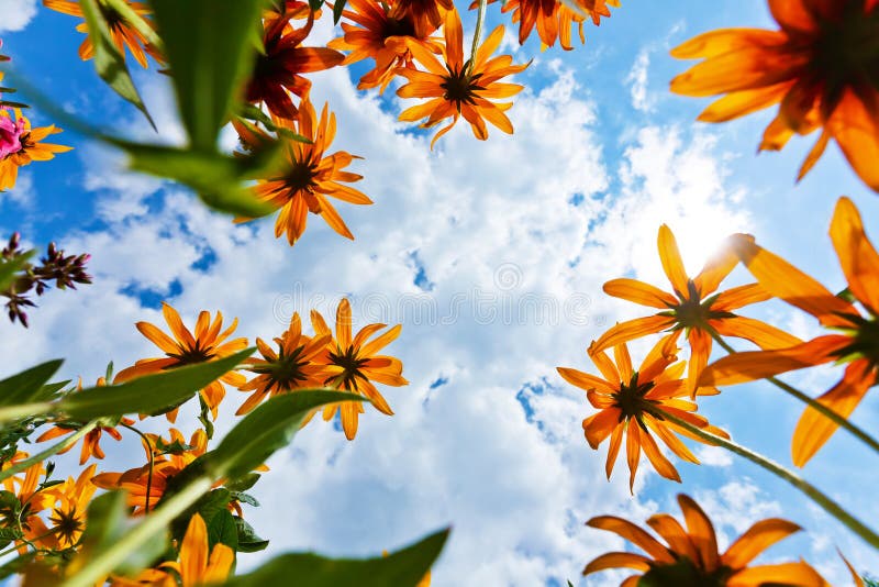 Echinacea flowers and sky royalty free stock photography Echinacea flowers and sky royalty free stock photography