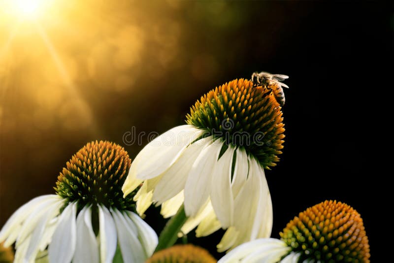Three white Echinacea flowers under golden sun rays with harvesting honey bee