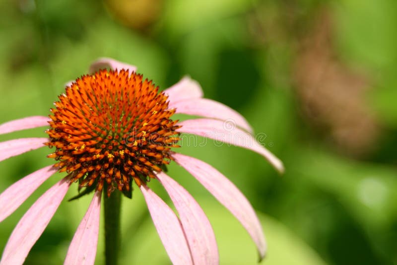Echinacea - Kegel-Blume stockbild Echinacea - Kegel-Blume stockbild