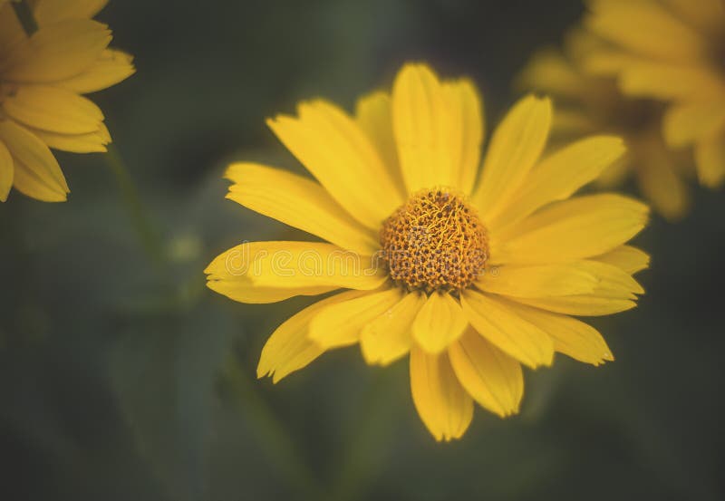 Leilani Flower Stock Photos Free & RoyaltyFree Stock Photos from